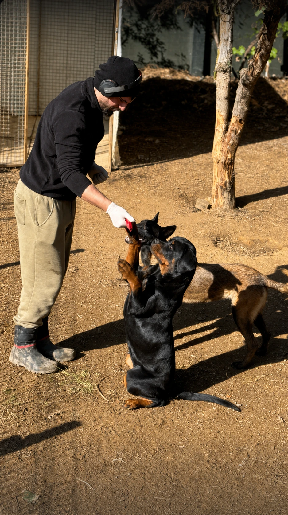 Günlük hayata taşınan köpek eğitimi