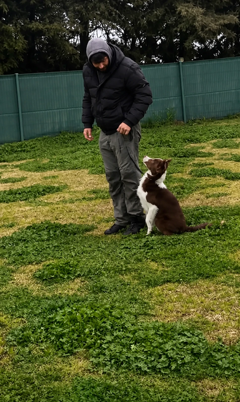 Luna isimli Alman Çoban Köpeği