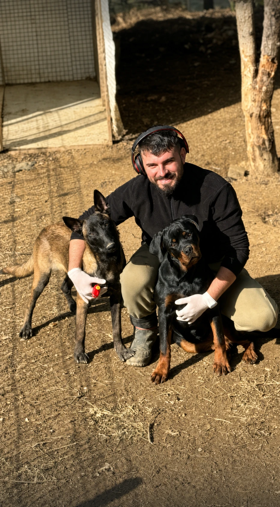 Atlas isimli çalışma köpeği