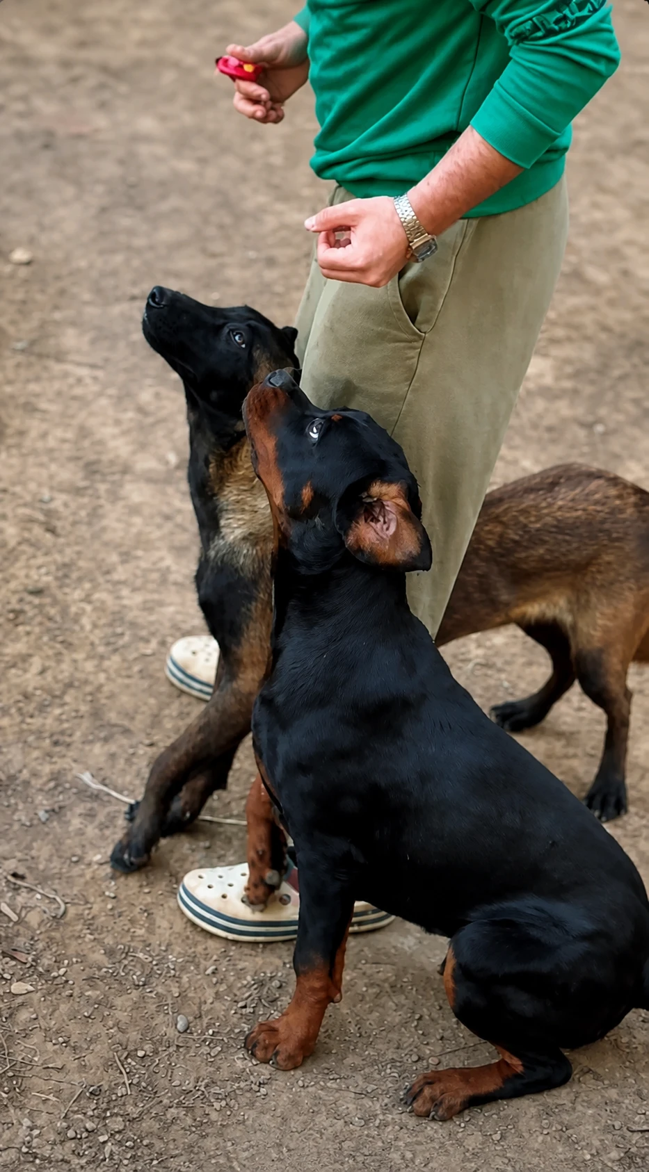 Milo isimli yavru köpek