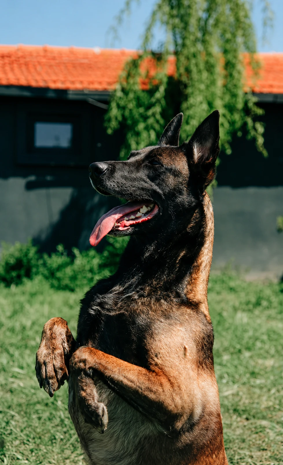 Köpek ve eğitmeni arasında kontrollü çalışma