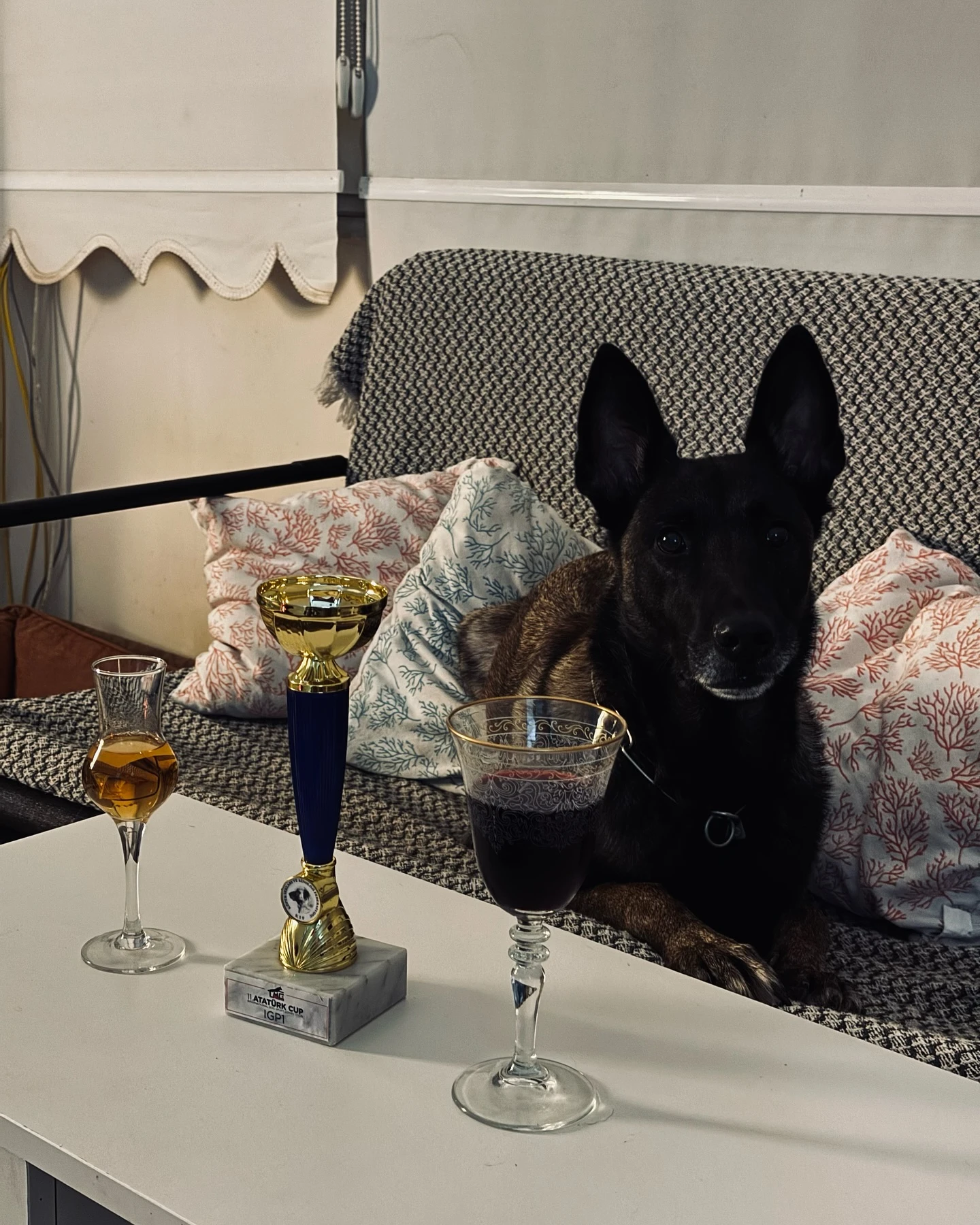 Yavru köpek
