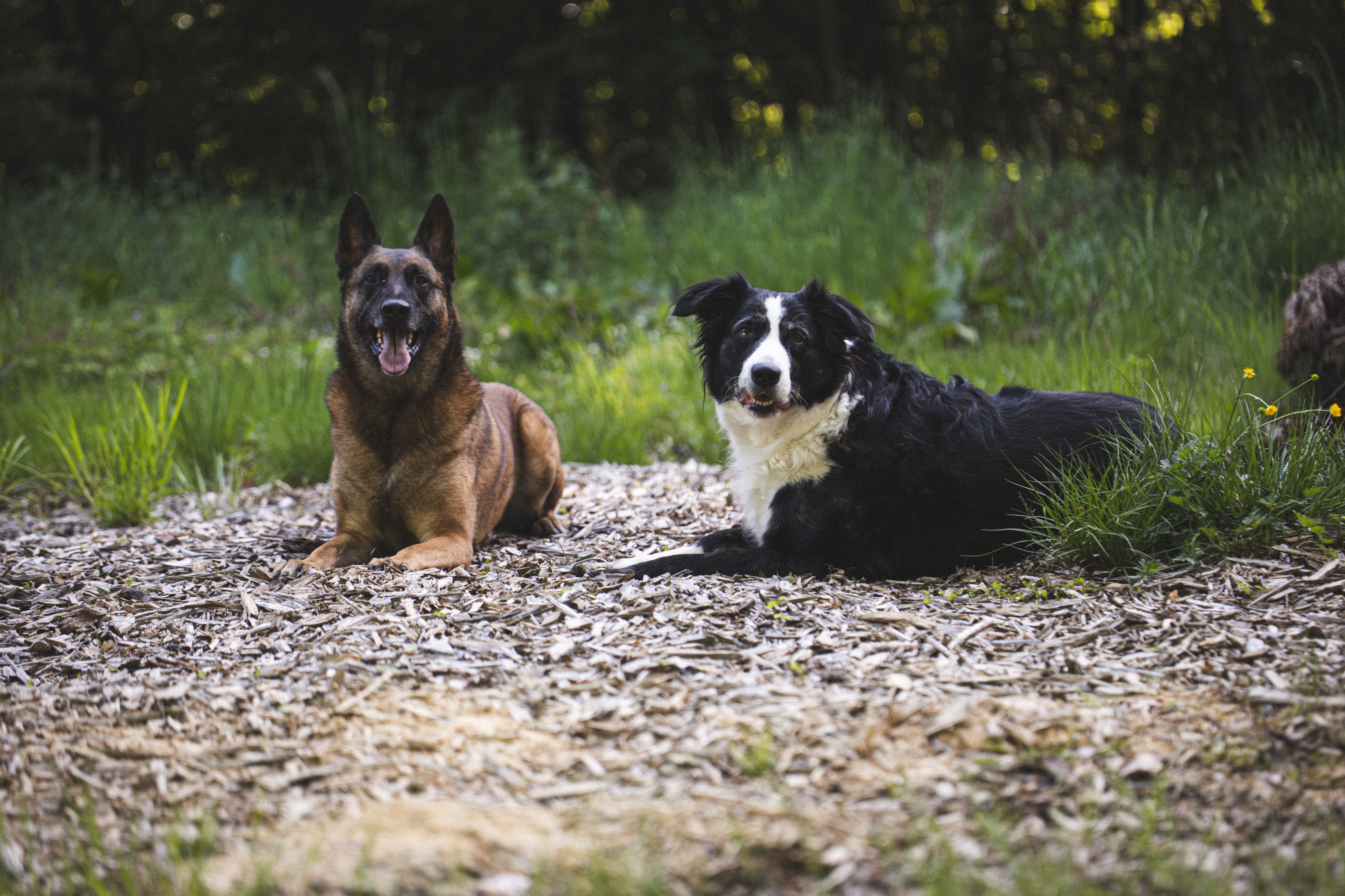 Köpek ve sahibi arasında güven dolu iletişim
